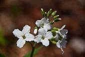 29_cardamine Heptaphylla (dentaria pennata)